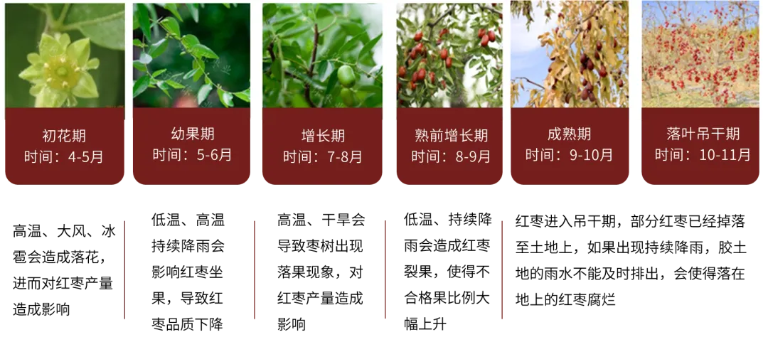 数据来源：郑商所，大地期货研究院