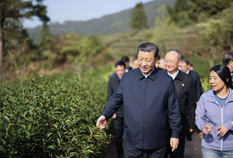 学习进行时|习近平总书记与“茶”的故事