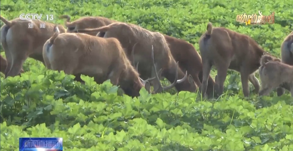 缠鹿角 涂泥巴 进入发情季的雄鹿这样“秀肌肉”