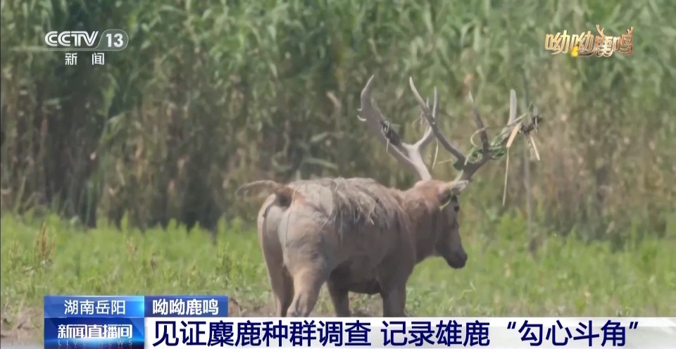 缠鹿角 涂泥巴 进入发情季的雄鹿这样“秀肌肉”