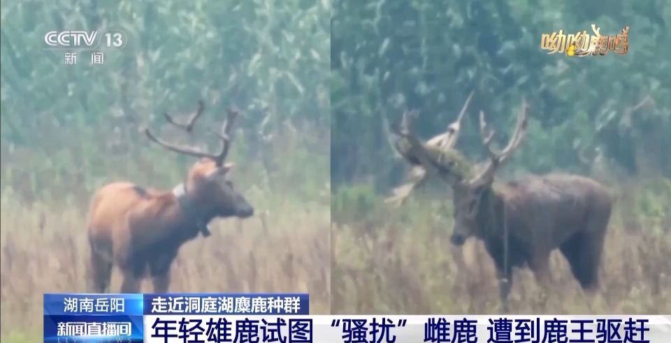 缠鹿角 涂泥巴 进入发情季的雄鹿这样“秀肌肉”