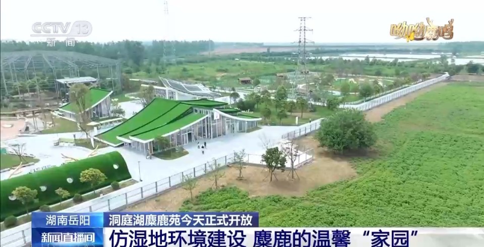 缠鹿角 涂泥巴 进入发情季的雄鹿这样“秀肌肉”