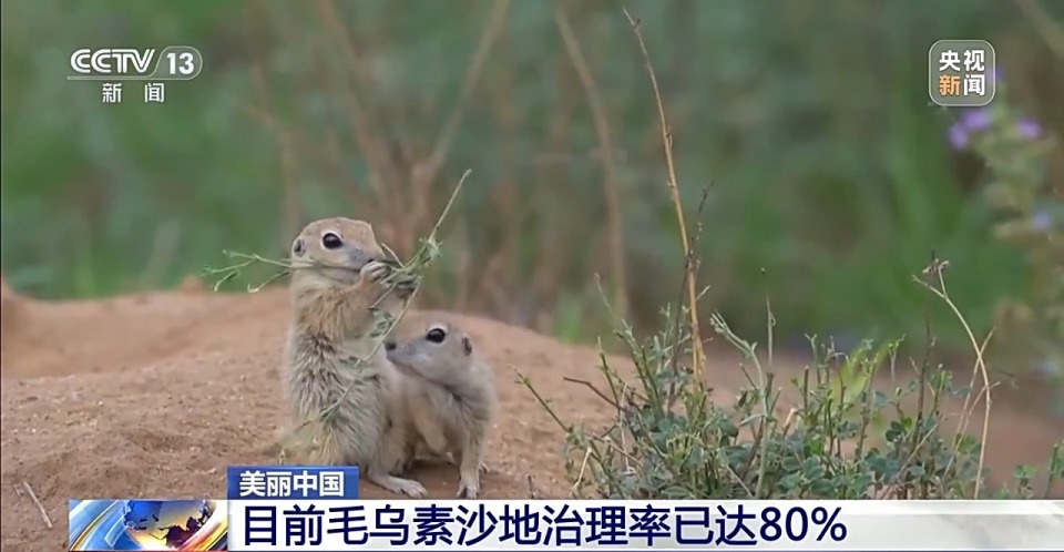 毛乌素沙地治理率已达80% 下一个目标：100%！