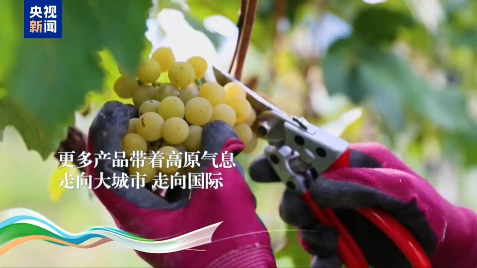 今天的西藏,有什么?听听他们心中的答案