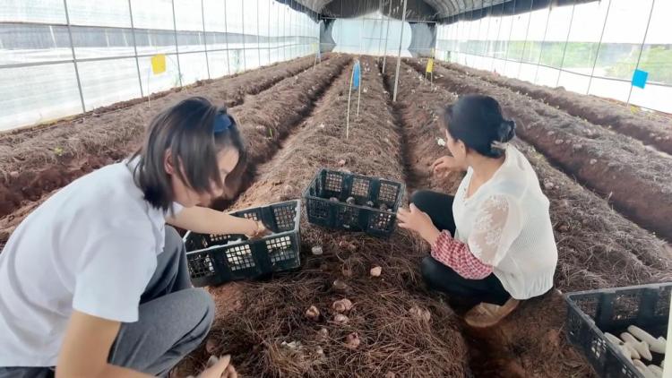 新华视点|科技扎根田野间 多地探索农业高质量发展新路径