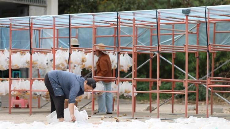 新华视点|科技扎根田野间 多地探索农业高质量发展新路径