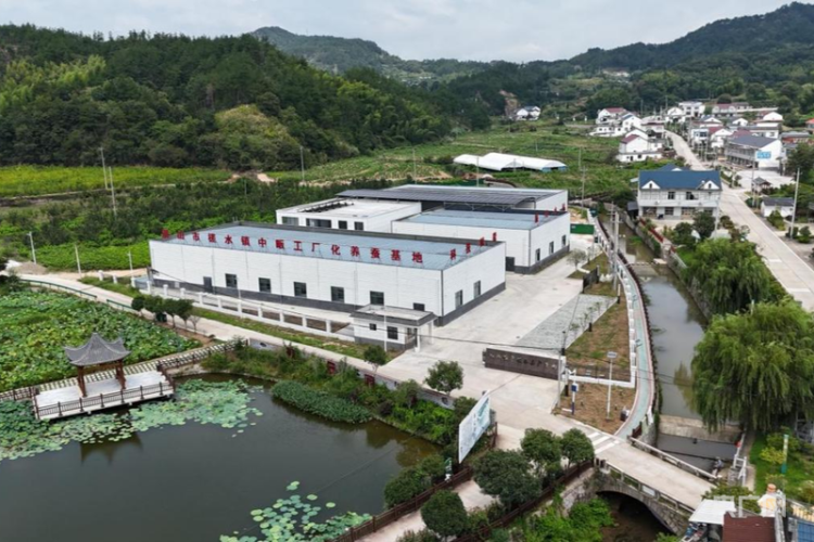 红星照耀中国·千里跃进大别山丨桑蚕进工厂,振兴新“丝”路