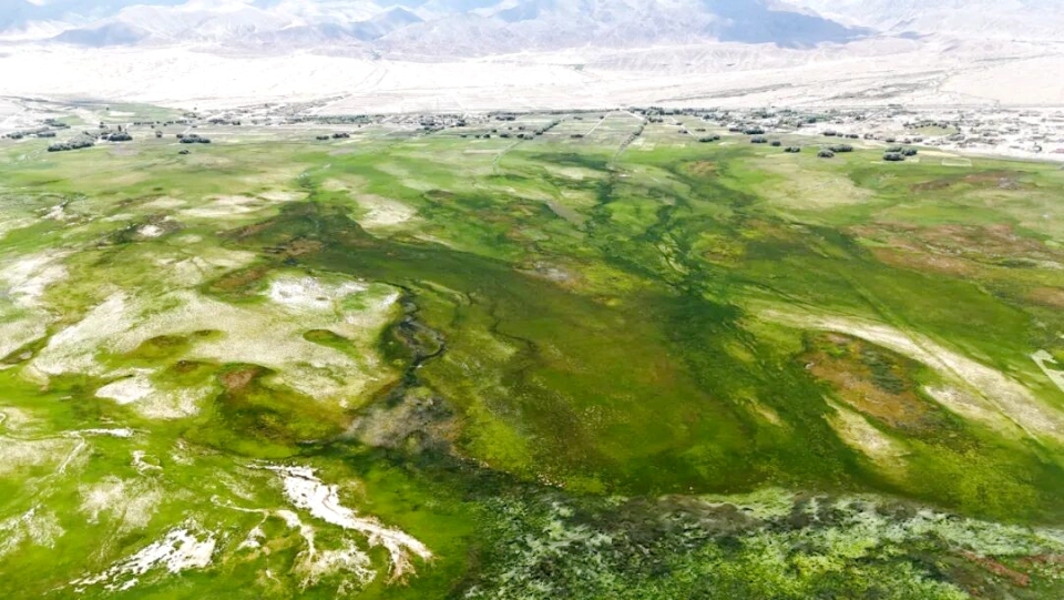 新疆塔什库尔干县:守护高原金草滩 湿地为卷写新篇