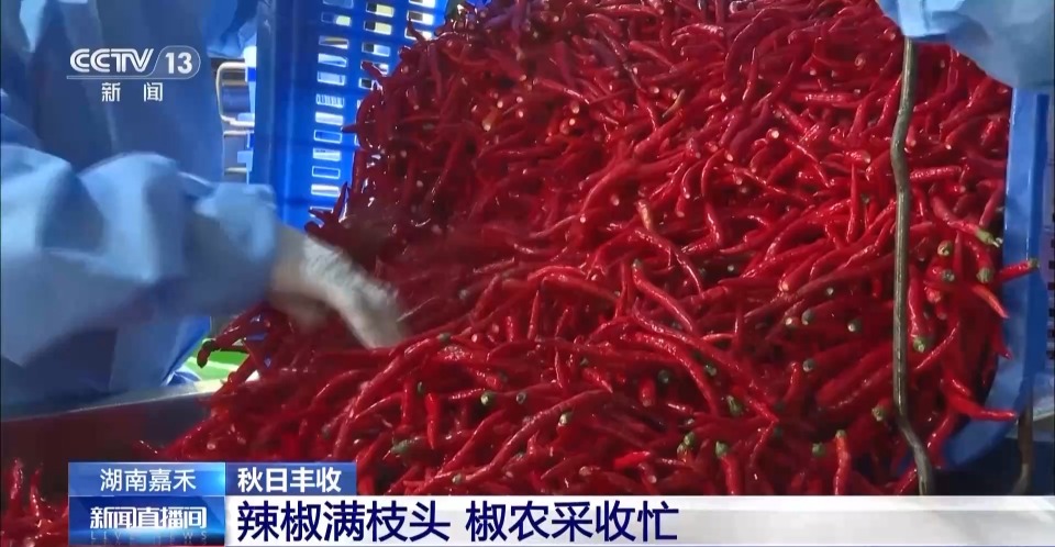 万亩凤堰古梯田迎丰收 秋日丰收美景已上线!