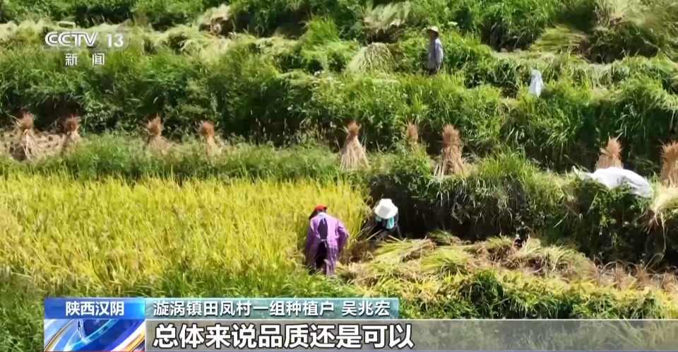 万亩凤堰古梯田迎丰收 秋日丰收美景已上线!