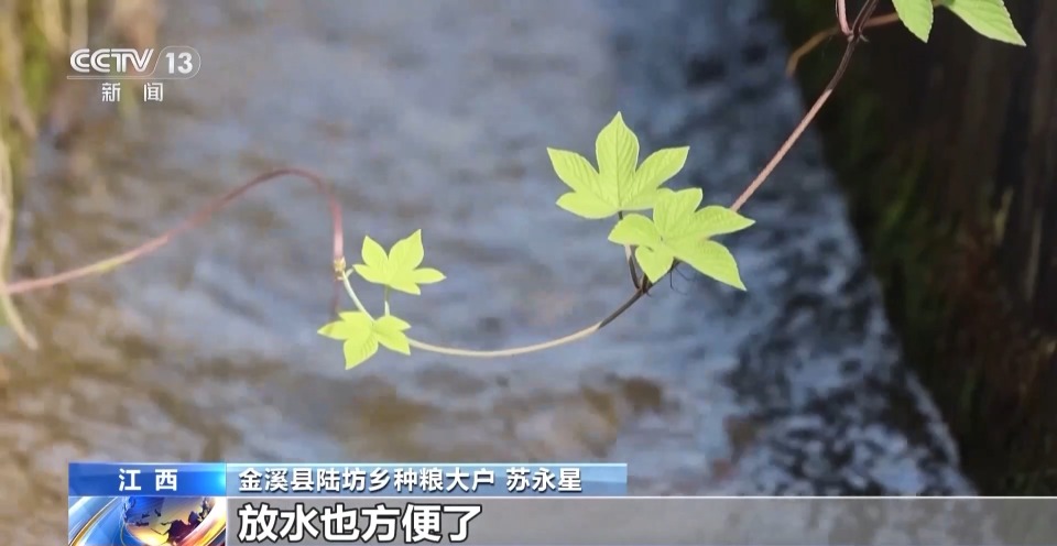 万亩凤堰古梯田迎丰收 秋日丰收美景已上线!
