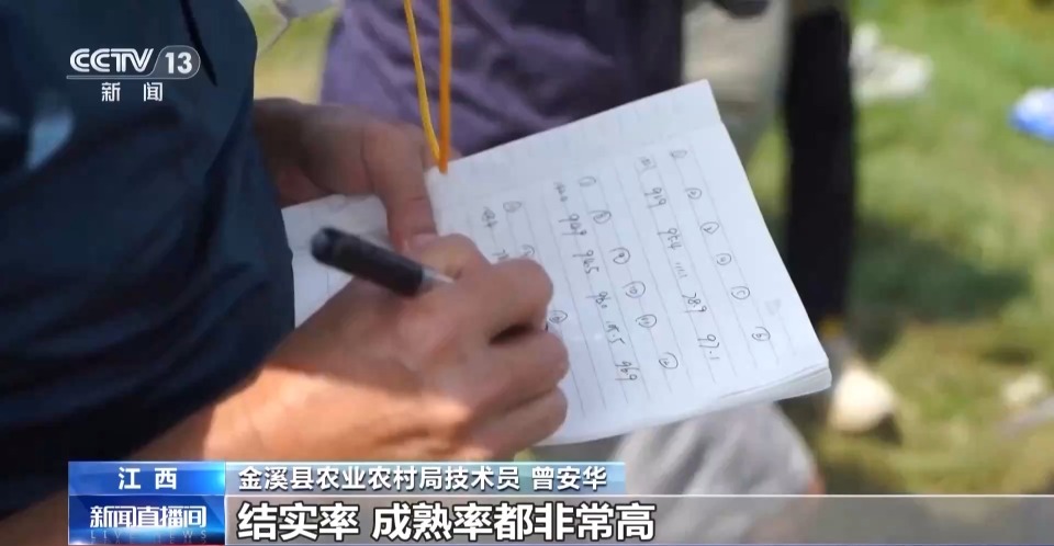 万亩凤堰古梯田迎丰收 秋日丰收美景已上线!