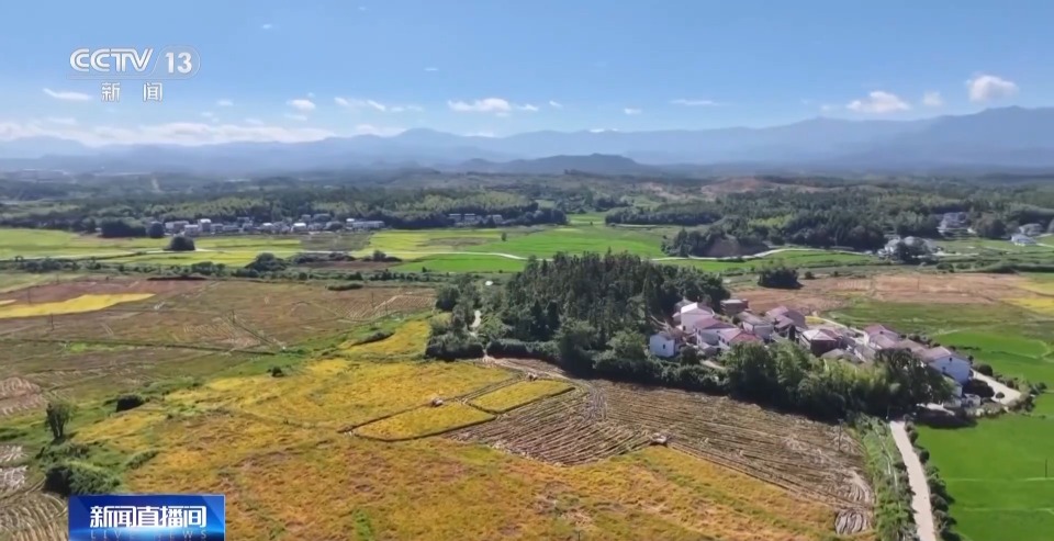 万亩凤堰古梯田迎丰收 秋日丰收美景已上线!