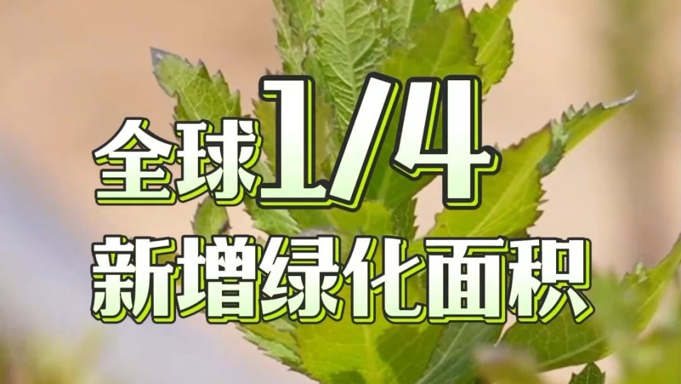 从 “不毛之地”到希望之田 中国式治沙固碳又增收