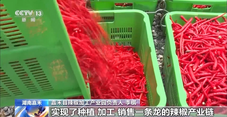 万亩凤堰古梯田迎丰收 秋日丰收美景已上线!