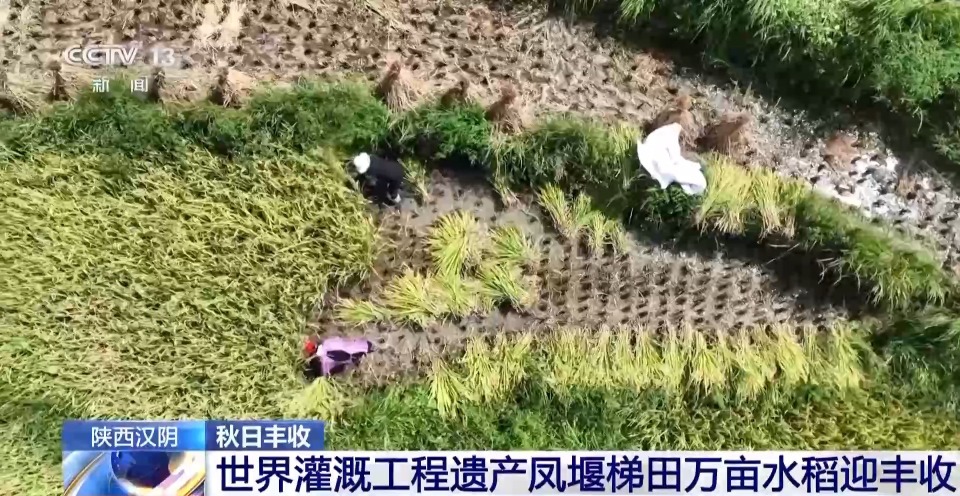 万亩凤堰古梯田迎丰收 秋日丰收美景已上线!