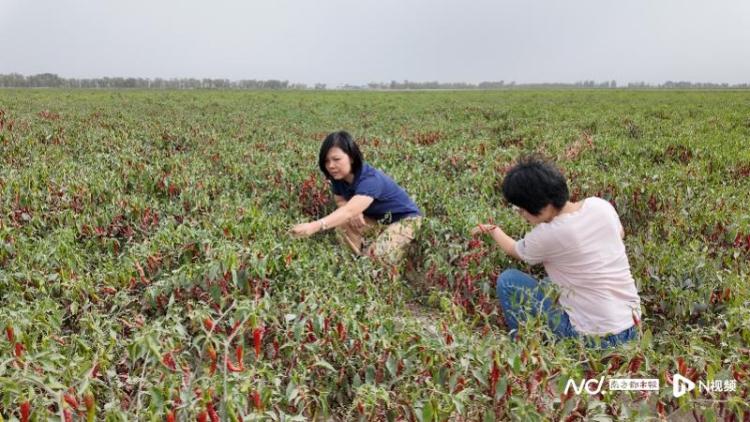 粤暖天山写新篇:广东在教育等多领域支援建设美丽新疆的努力