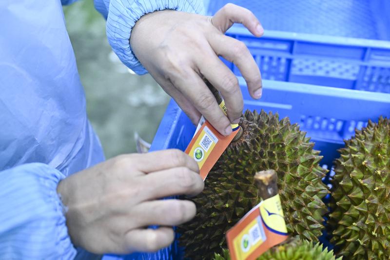 10月16日，在马来西亚雪兰莪州的一家榴莲加工厂，工作人员按果重将榴莲分级，每颗均贴上含“溯源码”的标签。新华社