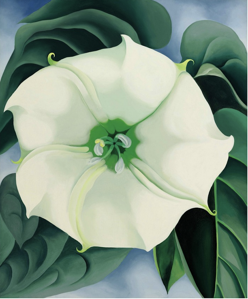 乔治亚·欧姬芙《曼陀罗/白花1号》