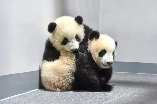 “蕾蕾”（前）和“晓晓”（后）。新华社 图