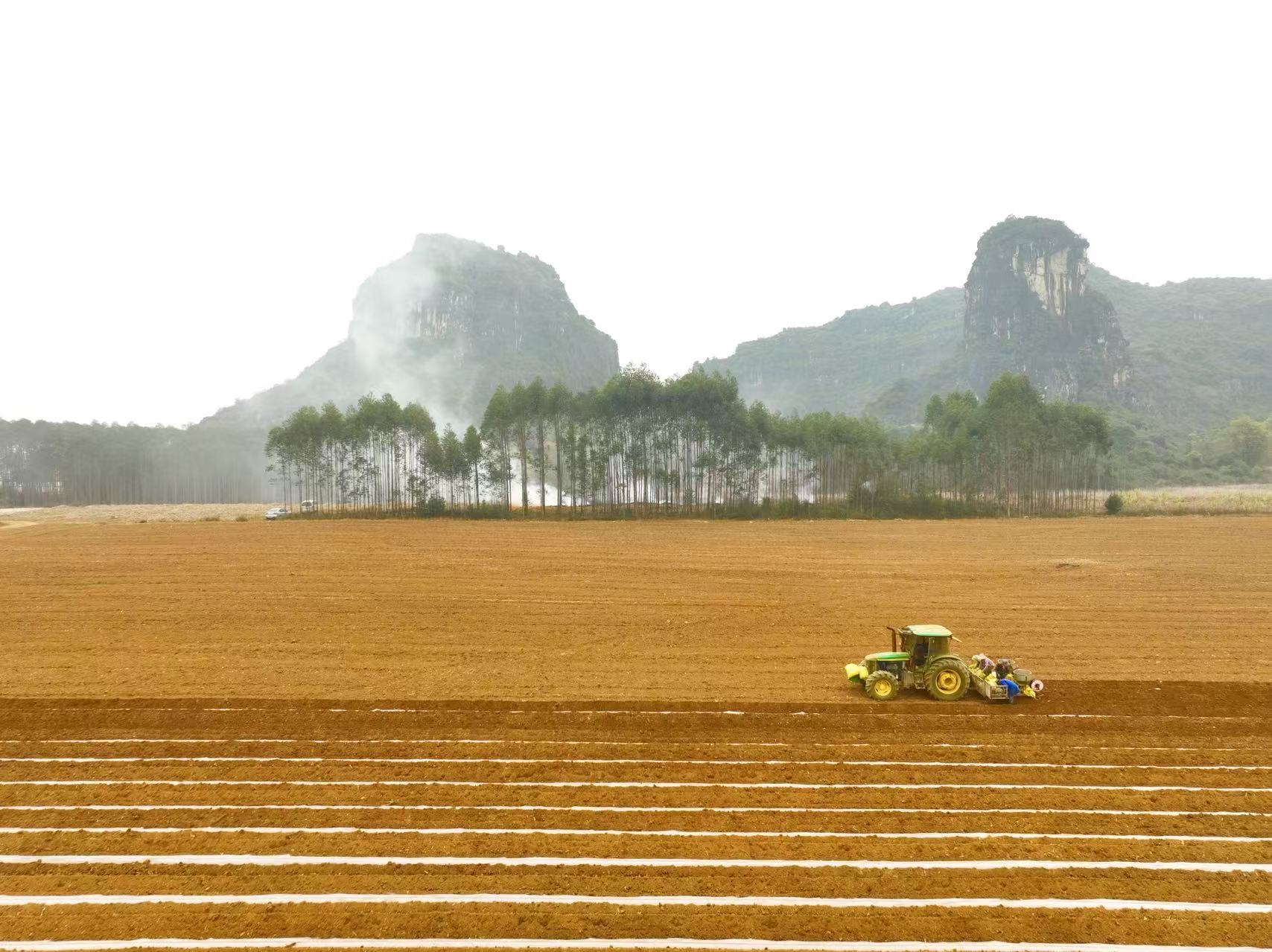 （蔗农们正进行甘蔗的扦插）