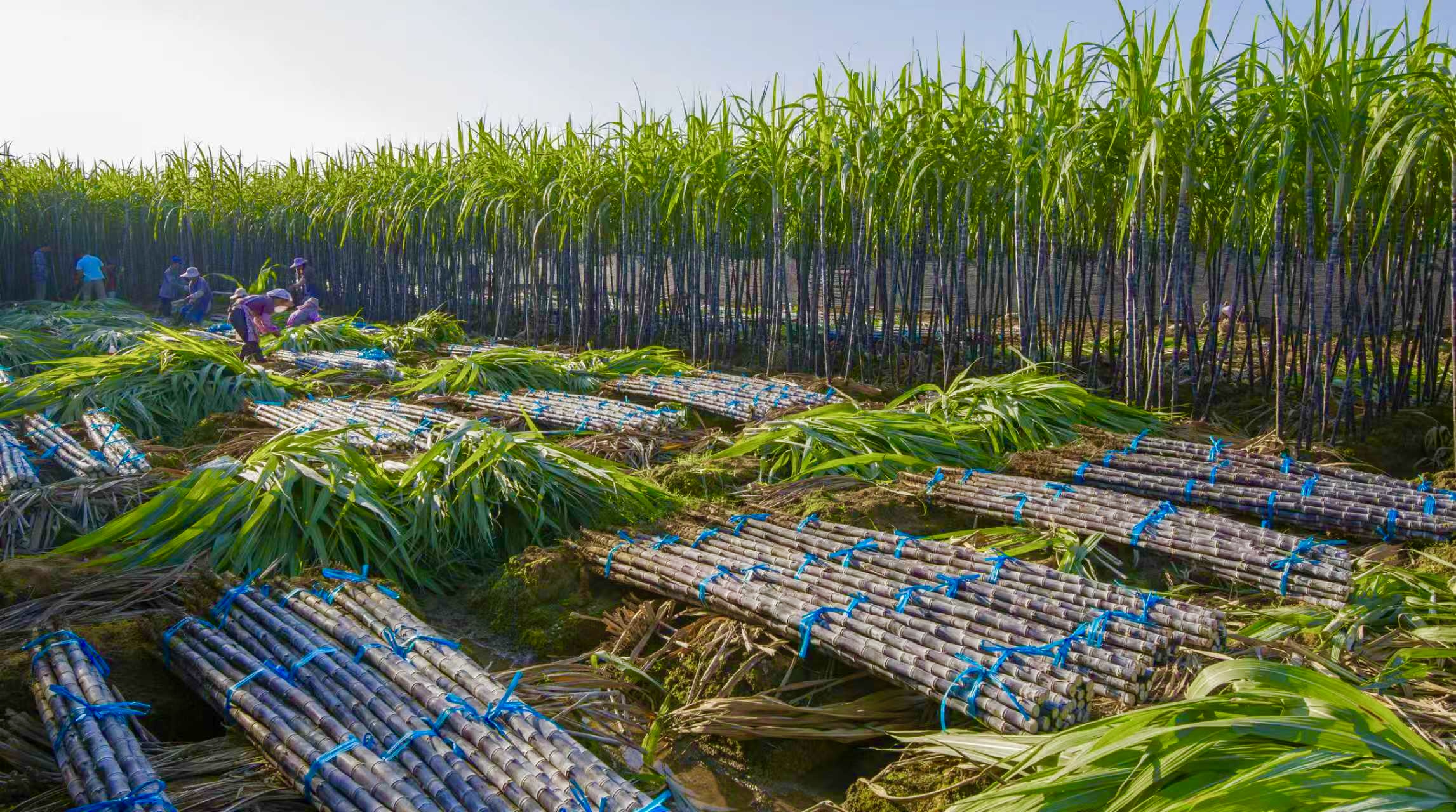（广西的甘蔗种植基地迎来丰收季，工人们正忙着砍收、打捆甘蔗）