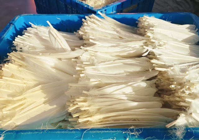 图为宇翔公司厂房内晒干备用的白鹅羽毛。邹臻杰/摄