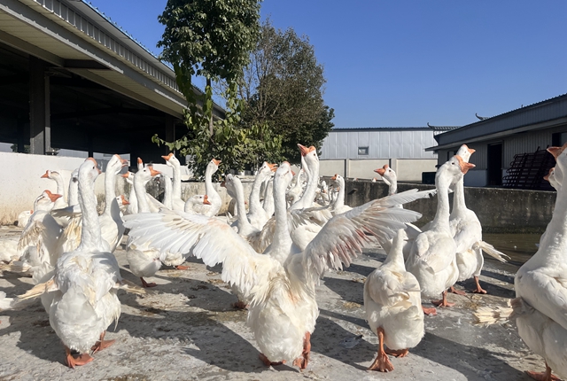 图为安徽展羽生态农业开发有限公司的养殖基地。邹臻杰/摄