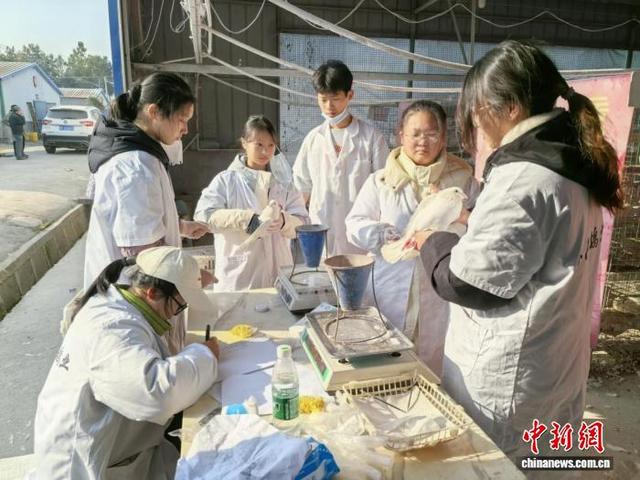 岳阳职业技术学院师生团队正在湖南全民鸽业做青年鸽生长性能测定。赵梦颖摄
