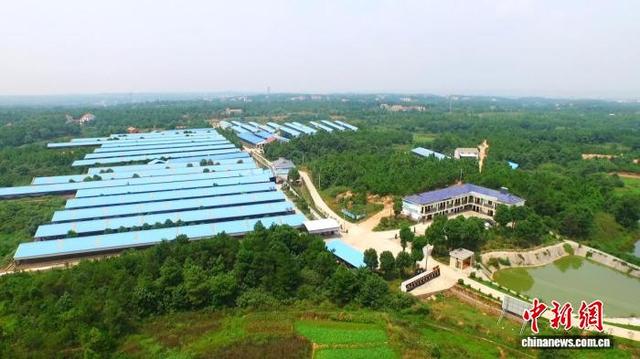 湖南全民鸽业有限公司养殖场全景图。王龙摄