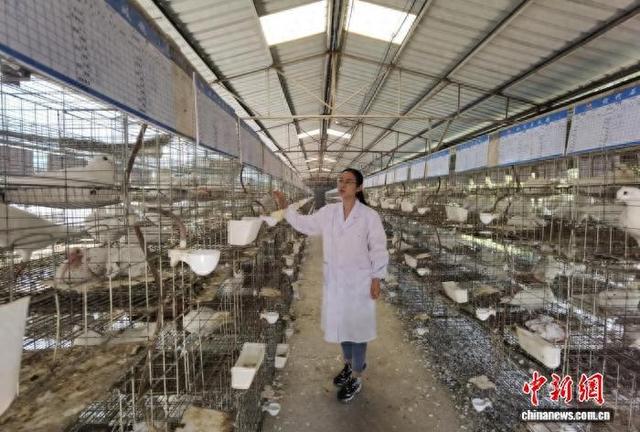 许栋在养鸽场进行种鸽选育。王龙 摄