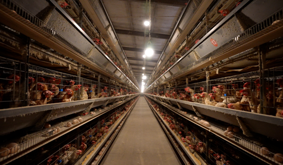 图 1 农行帮扶的河北省衡水市饶阳县五公镇邹村养殖场